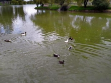 patos en laguna